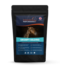 Grumpy Gelding